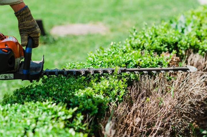 Taille de haie Alençon